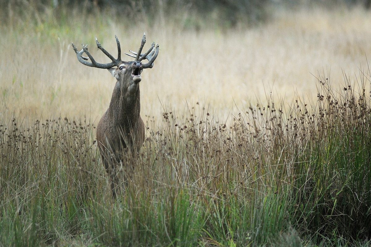 Cerf au brame.