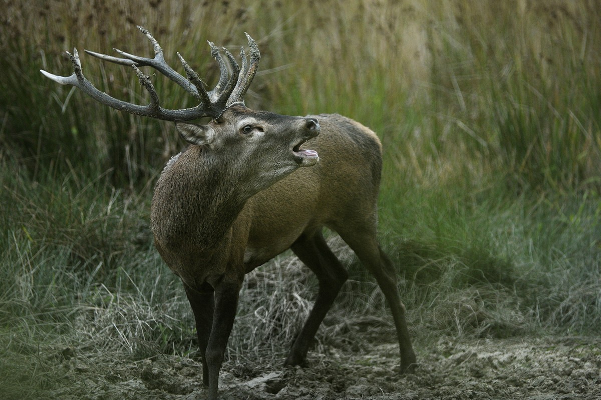 Cerf au brame.