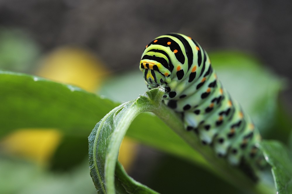 Machaon (chenille )