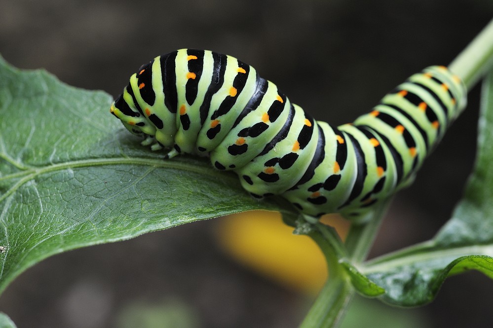 Machaon (chenille)