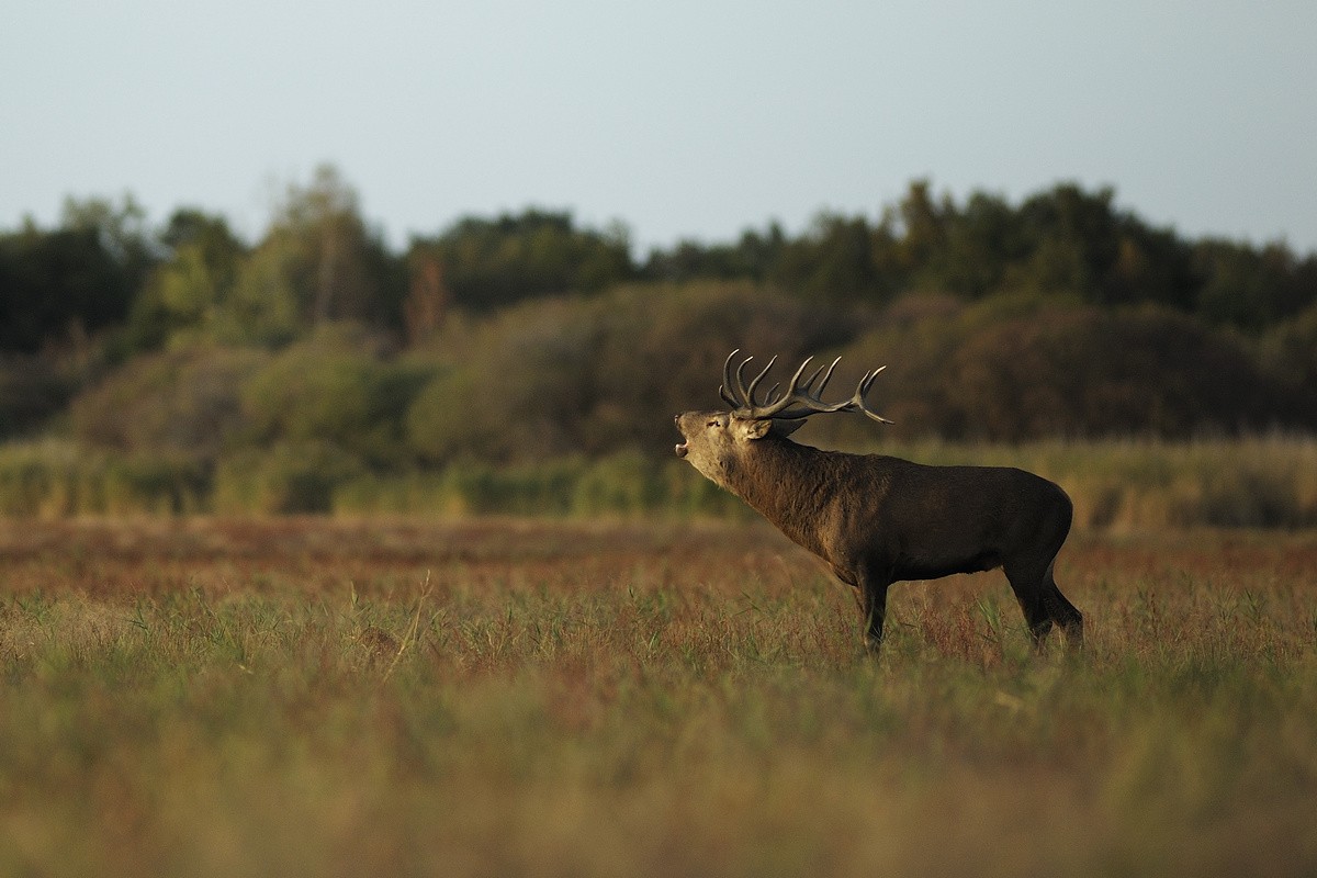 Cerf au brame.