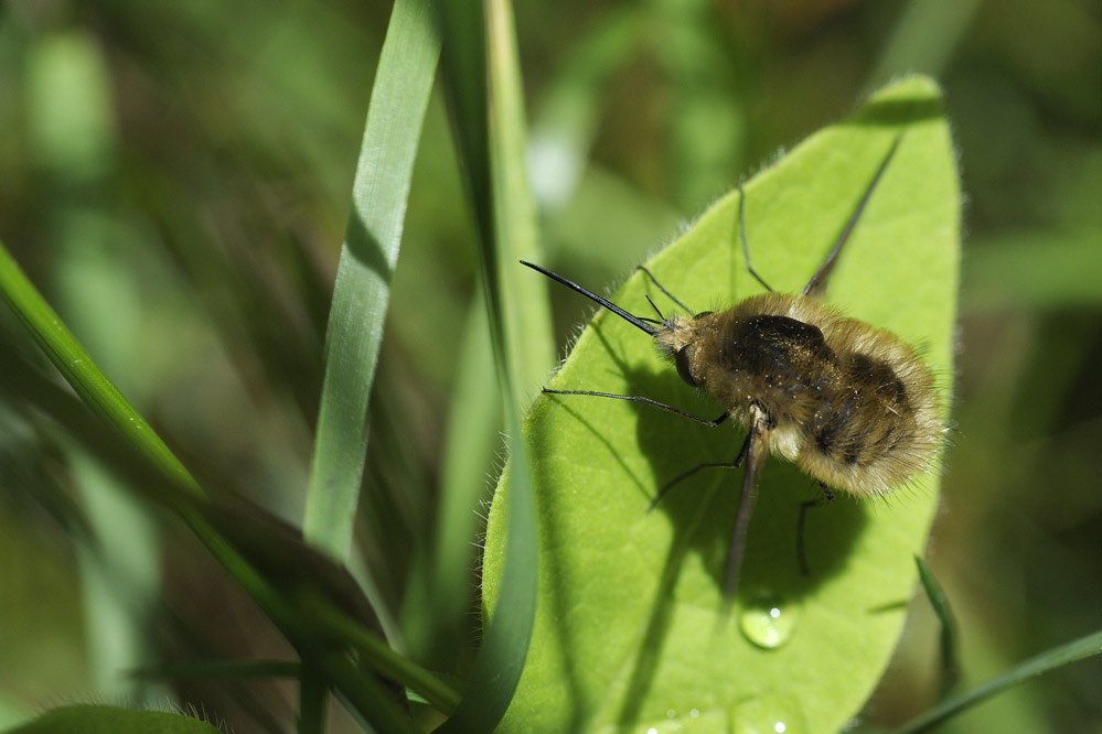 Bombyle.