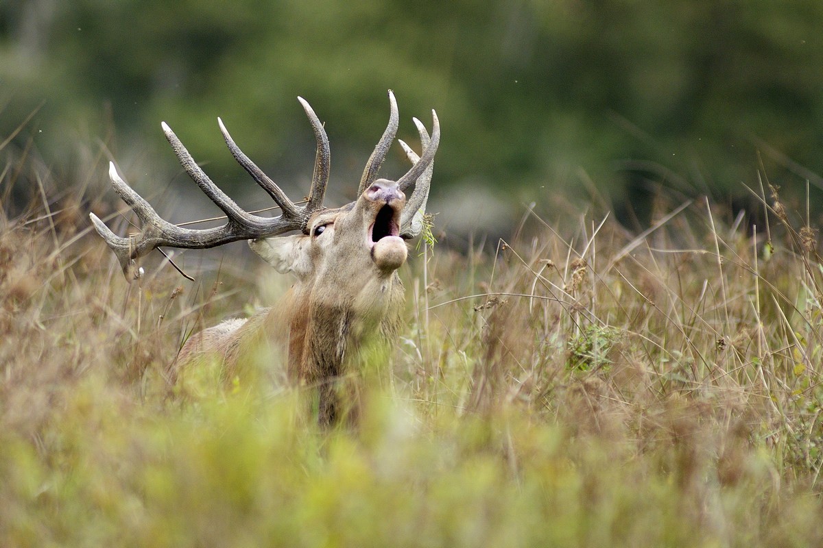 Cerf au brame.