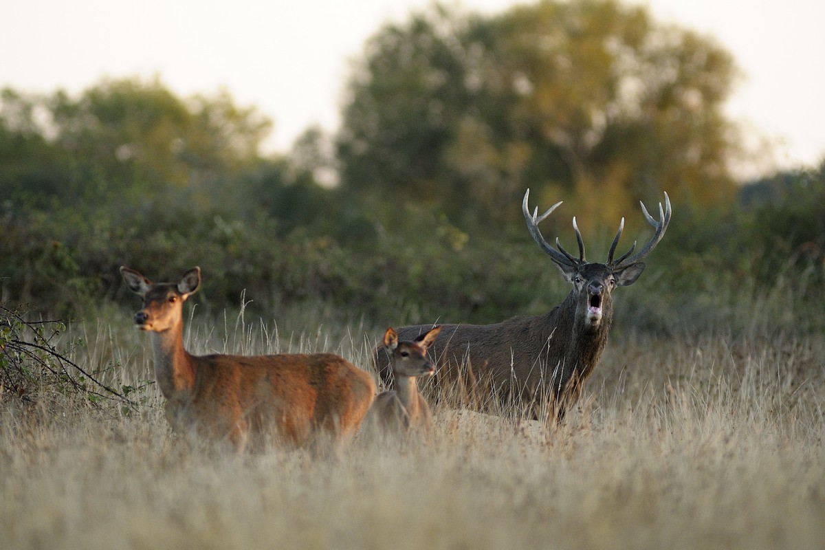 Cerf au brame.