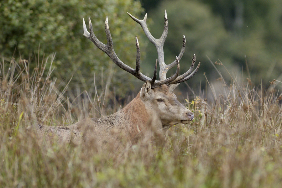 Cerf élaphe