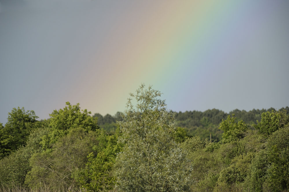 Arc en ciel sur les bois