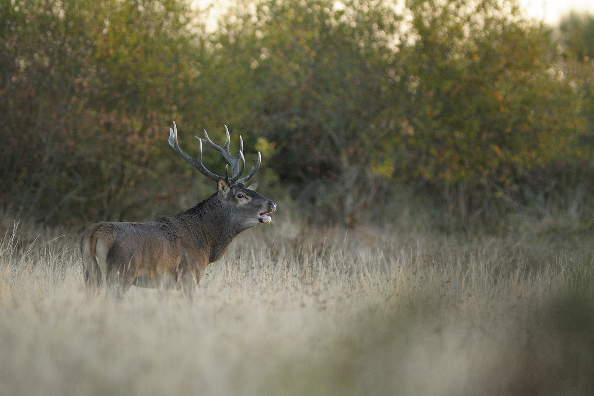 Cerf au brame.