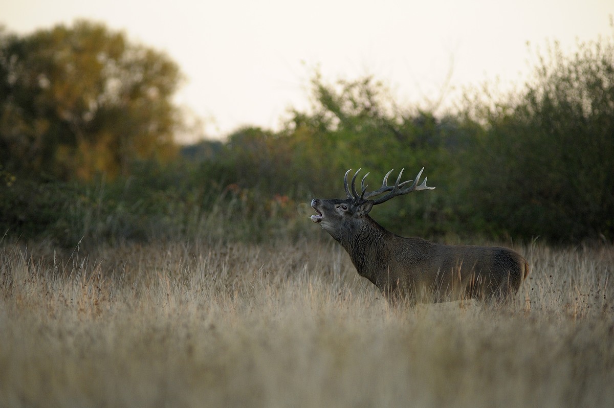 Cerf au brame.