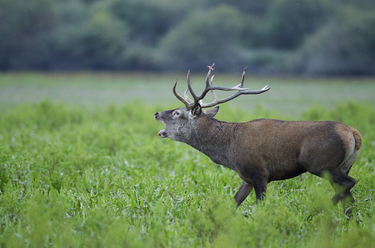 Cerf au brame.