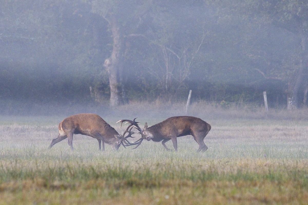 Combat de cerfs.