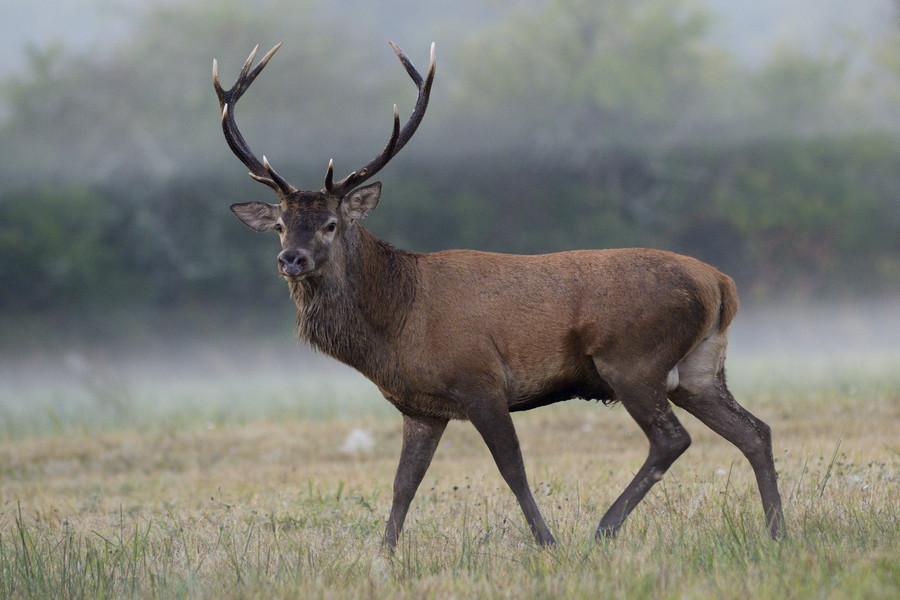 Cerf élaphe