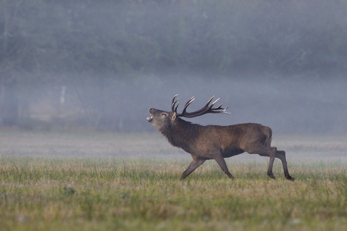 Cerf au brame.