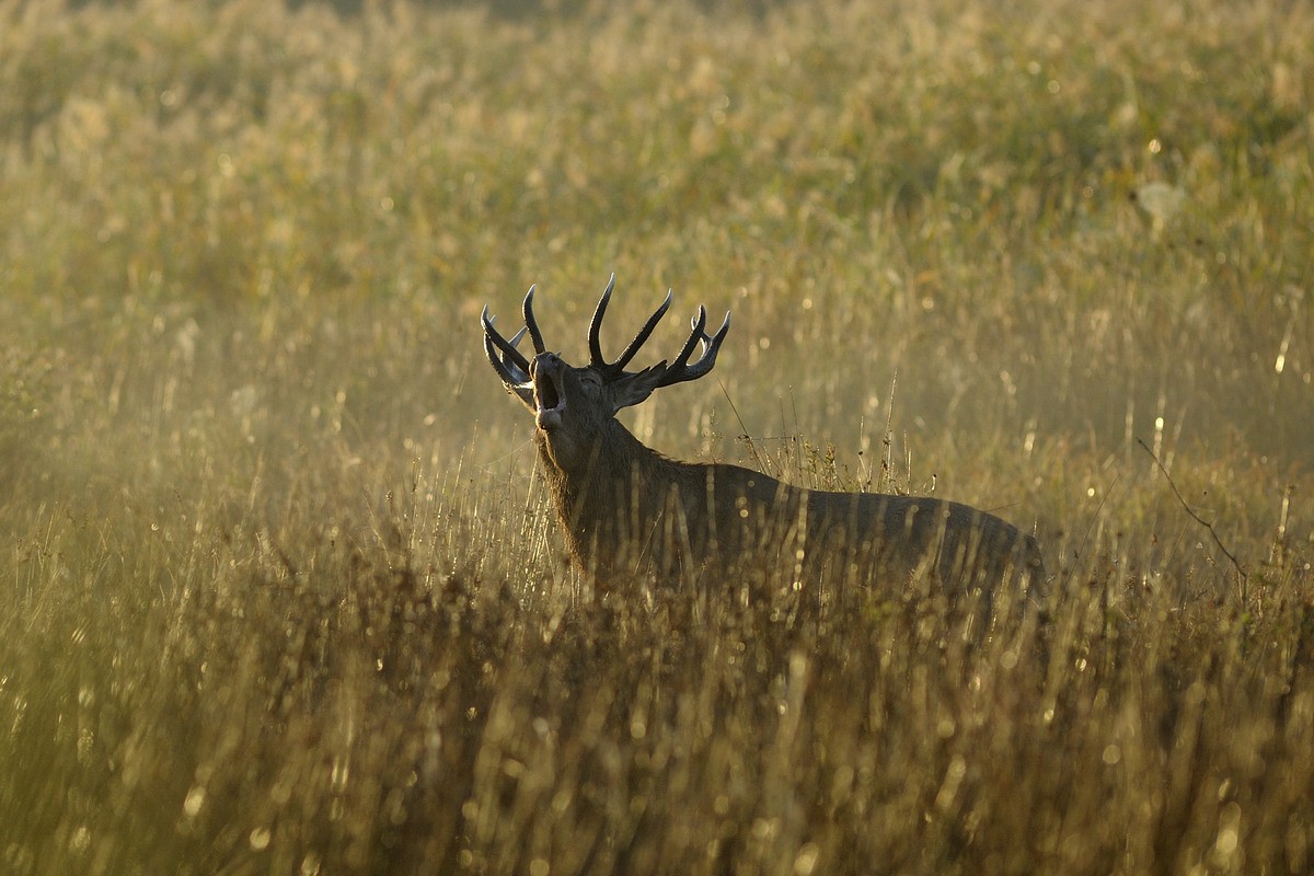 Cerf au brame.