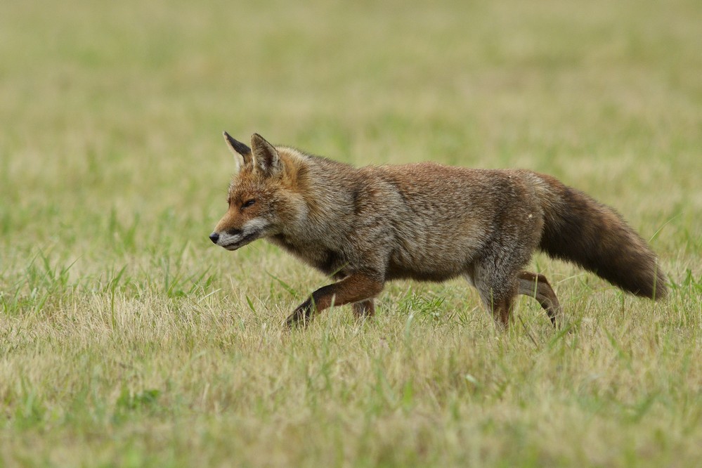 Renard roux