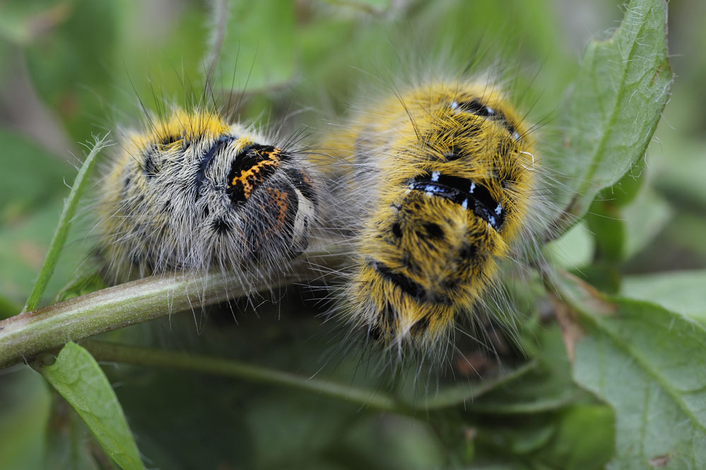 Bombyx du trèfle