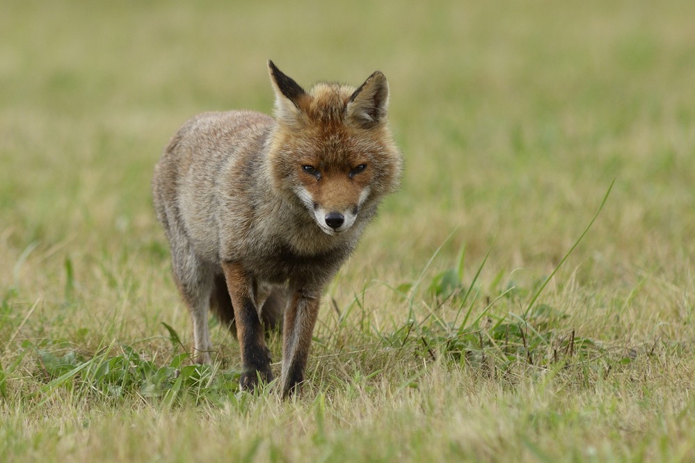 Renard roux