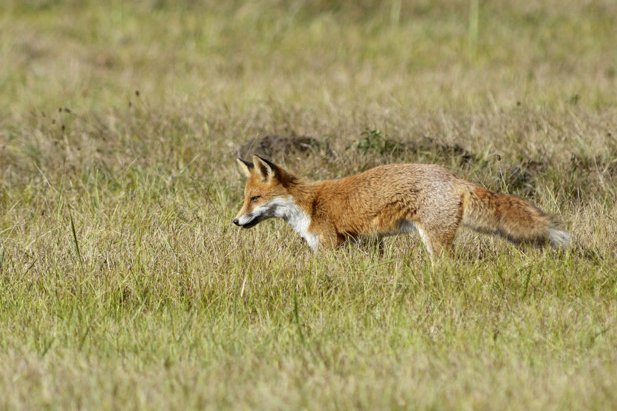 Renard roux