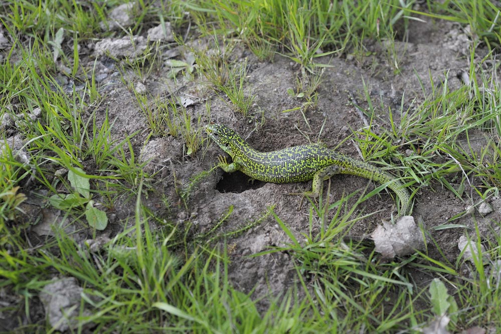 Lézard vert (femelle sur son trou de ponte)