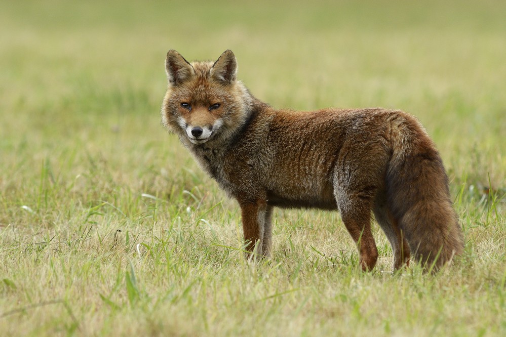 Renard roux