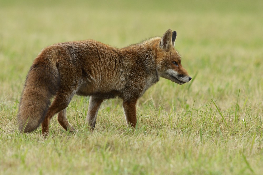 Renard roux