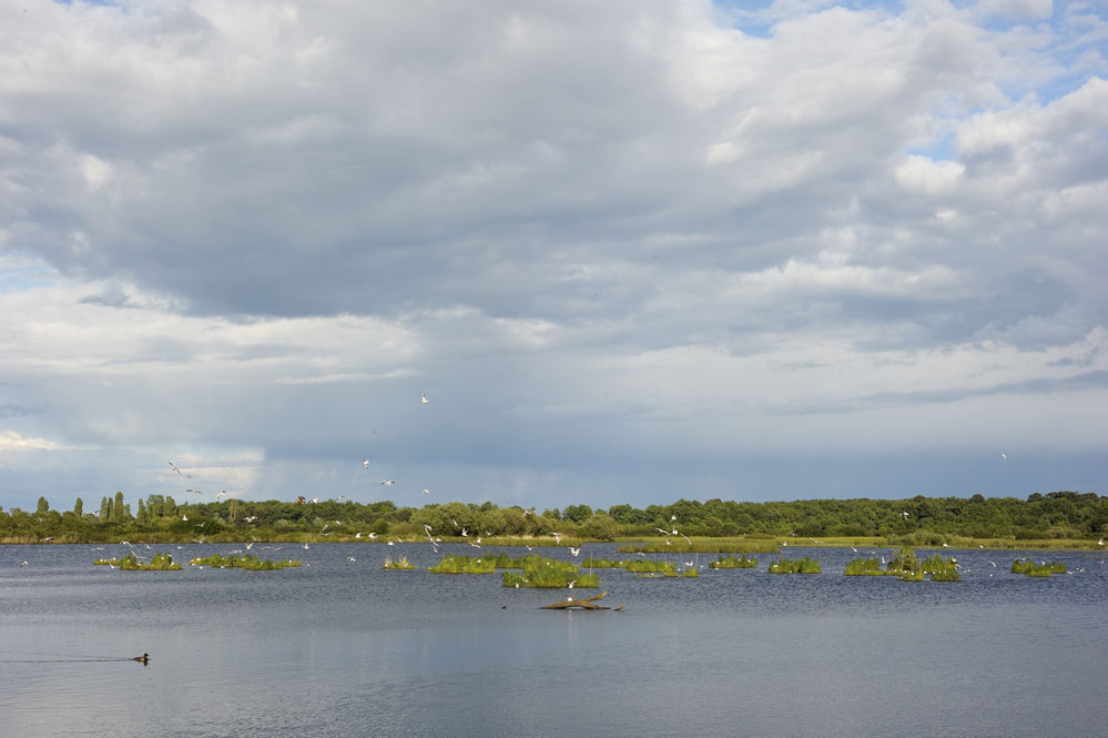 Colonie de mouettes rieuses en Brenne