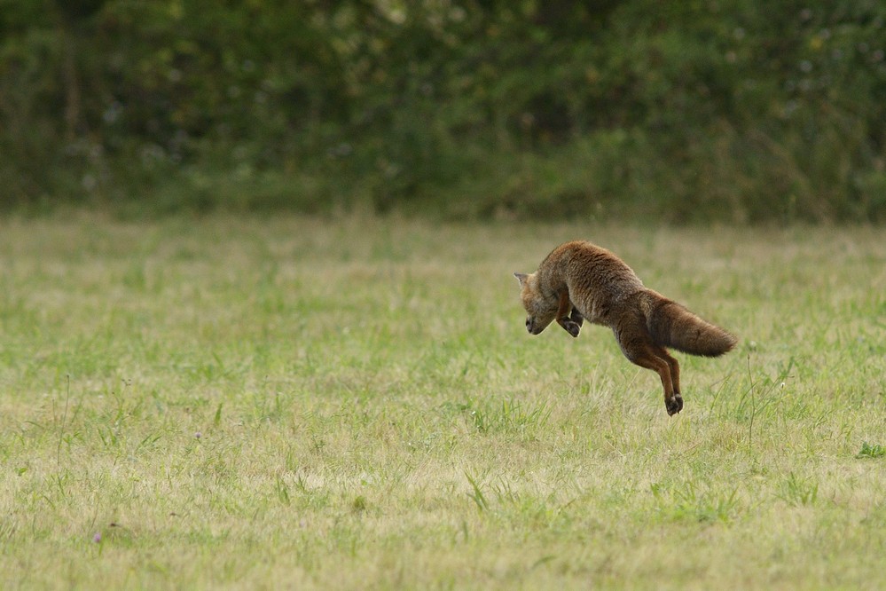 Renard roux mulotant