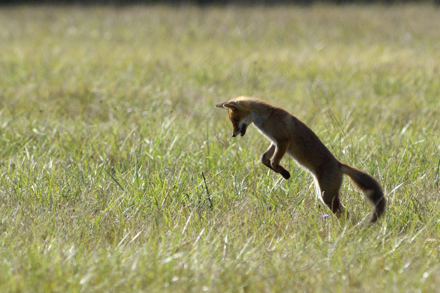 Renard roux (mulotant)