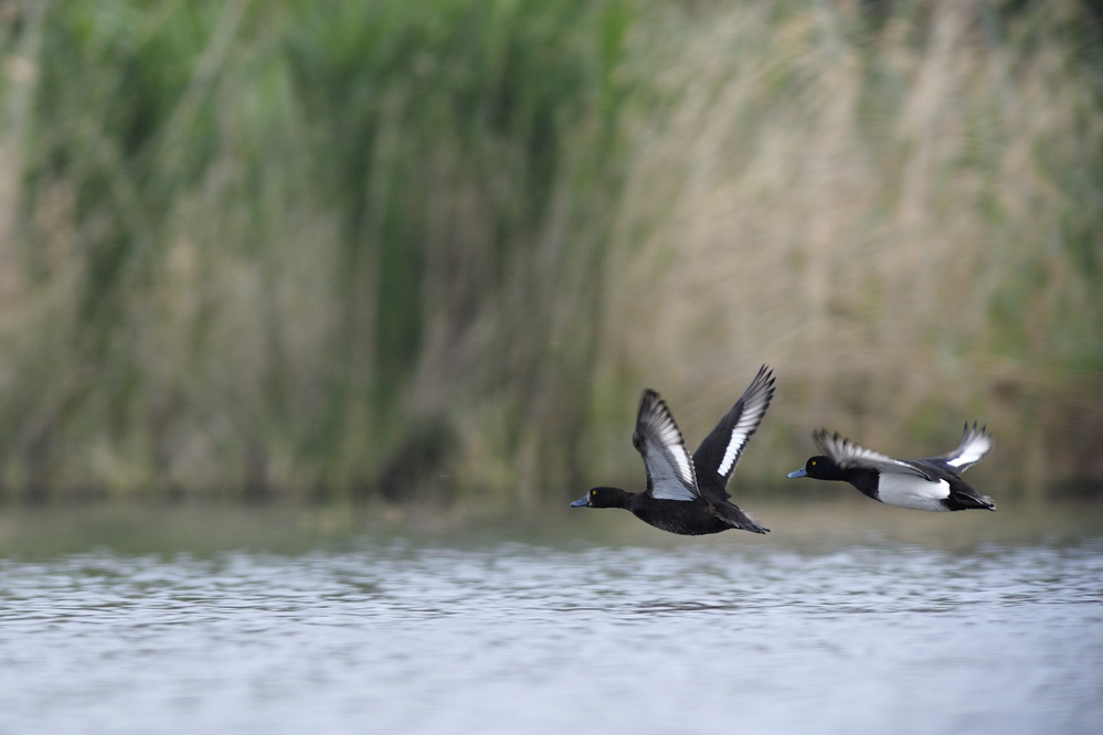 Fuligule morillon ( couple )