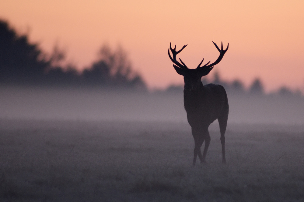 Cerf au lever du jour.