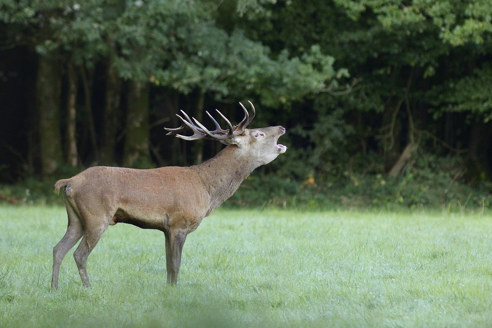 Cerf au brame