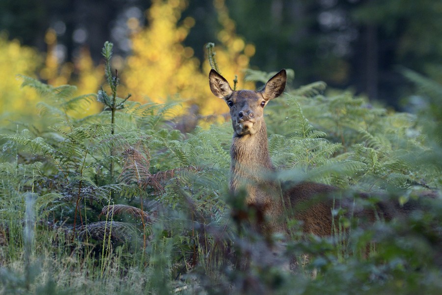 Biche.