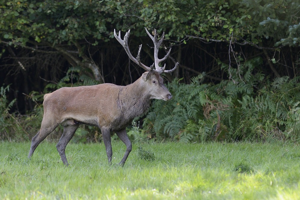 Cerf sortant de la souille