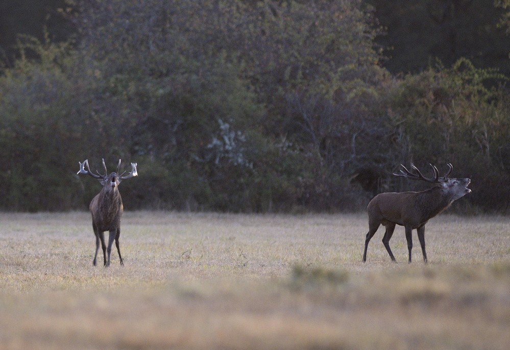 Cerfs qui se défient