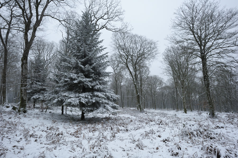 Neige en Ecouves