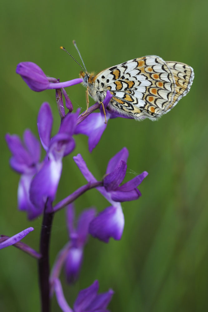 Mélitée des centaurées