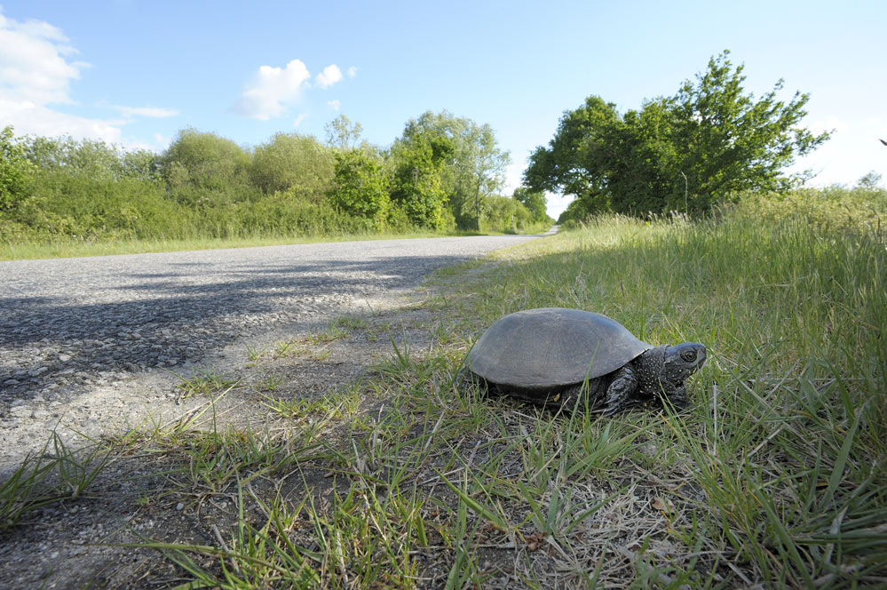 Une route en Brenne