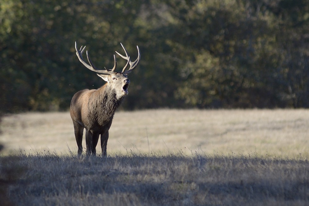 Cerf au brame.