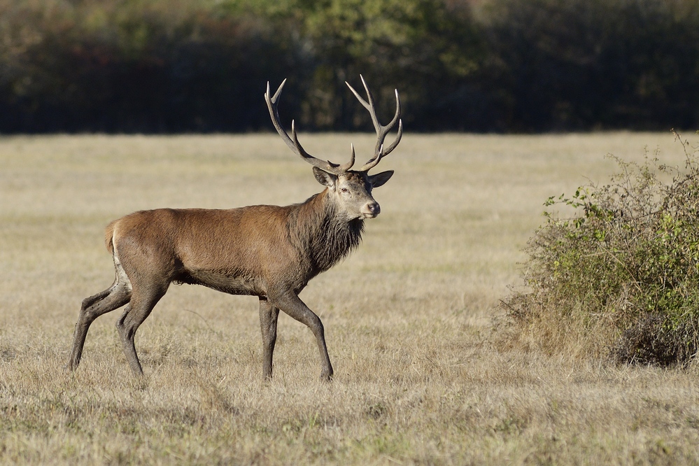 Cerf dans une prairie