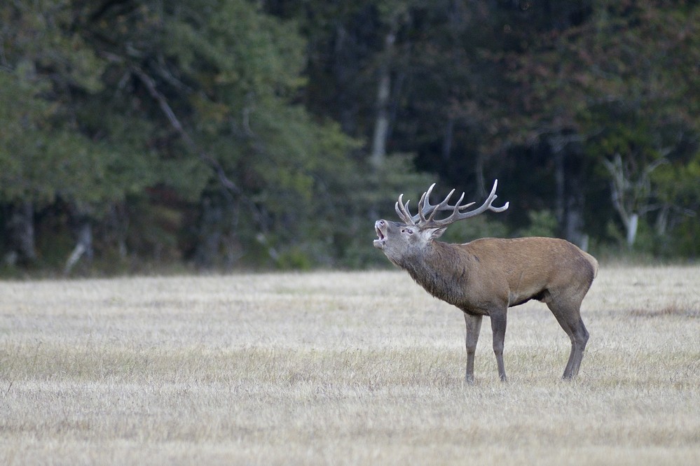 Cerf au brame