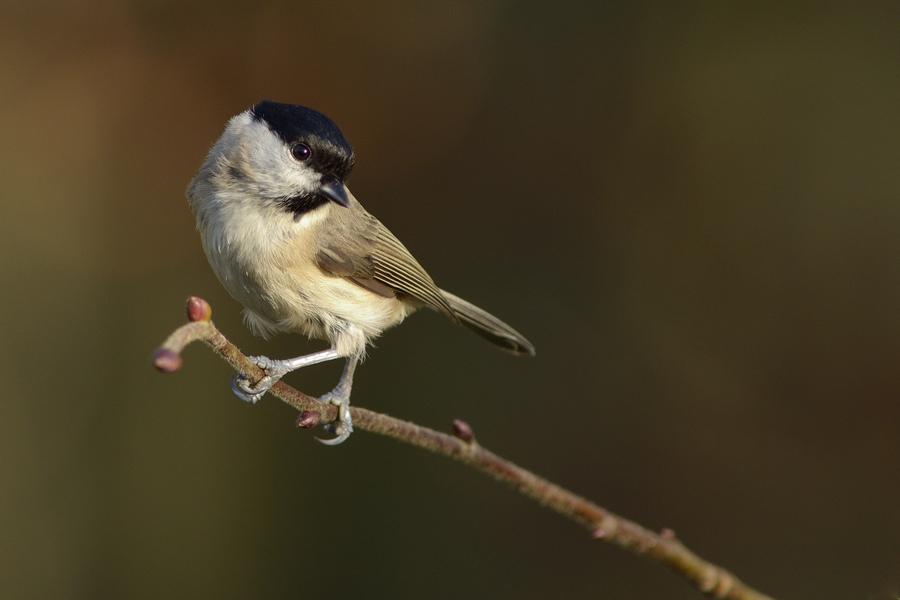 Mésange nonette