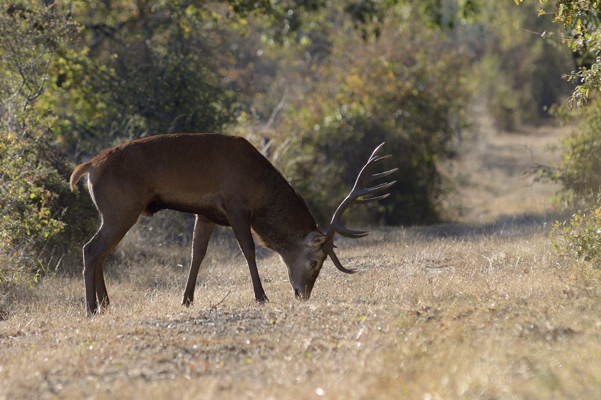 Cerf au brame.