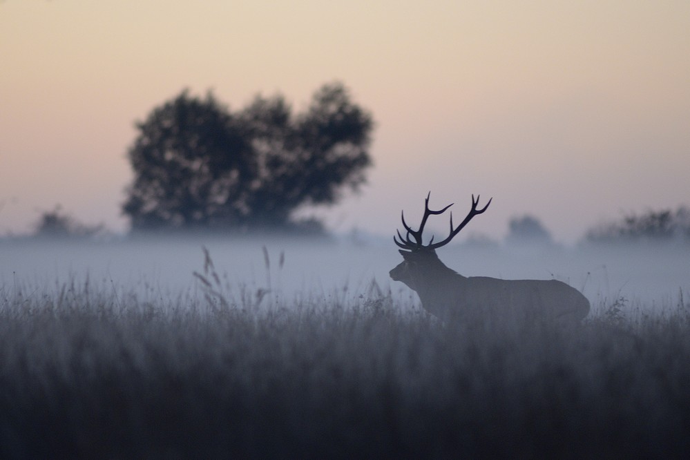 Cerf dans la brume