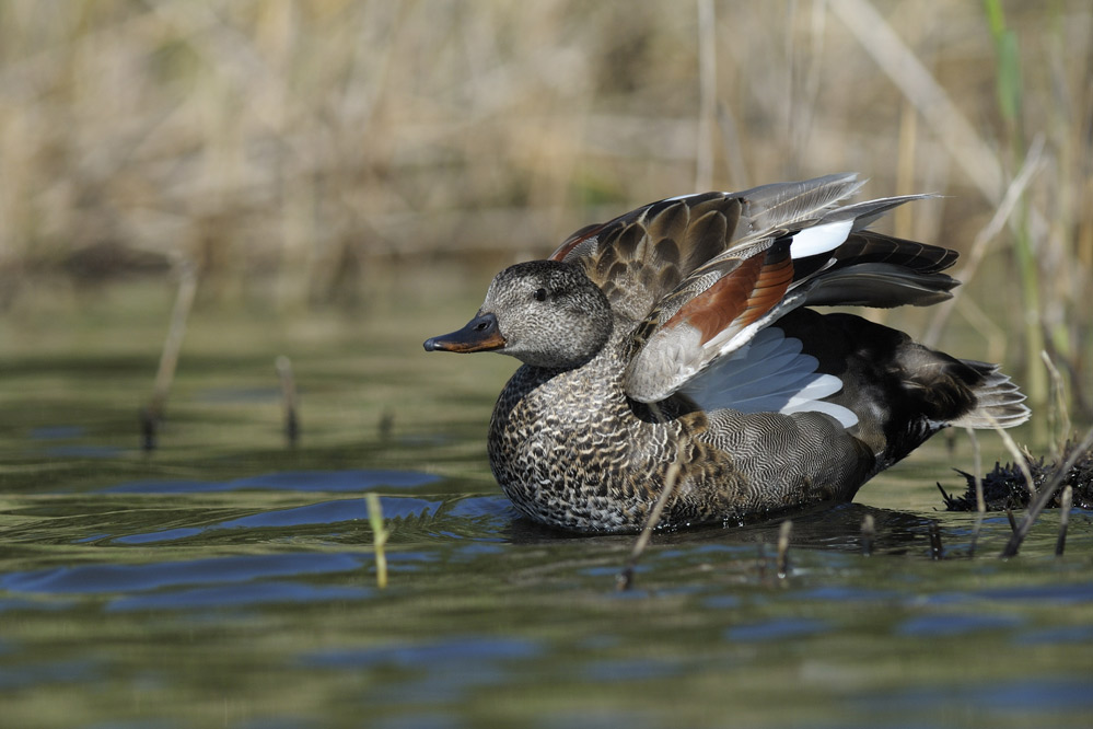 Canard chipeau mâle