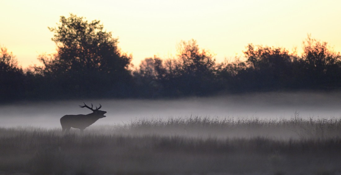 Cerf au brame à l'aube