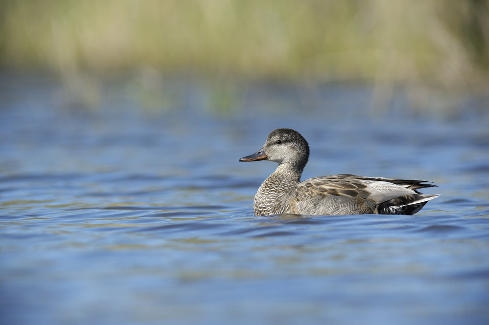 Canard Chipeau ( mâle )