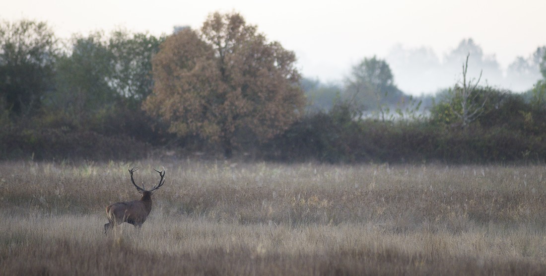 Cerf à l'aube