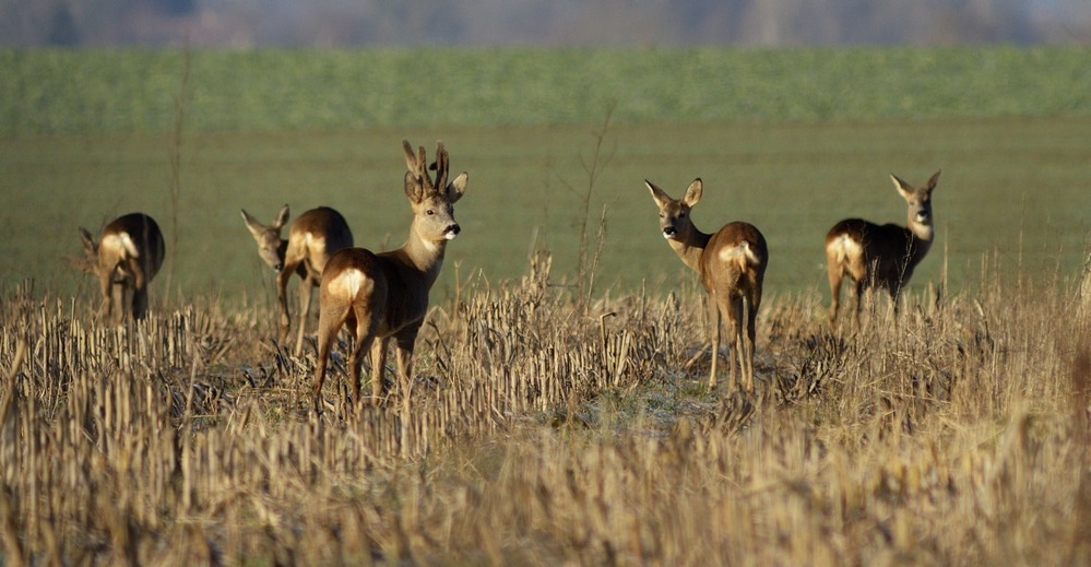 Harde de chevreuil en plaine