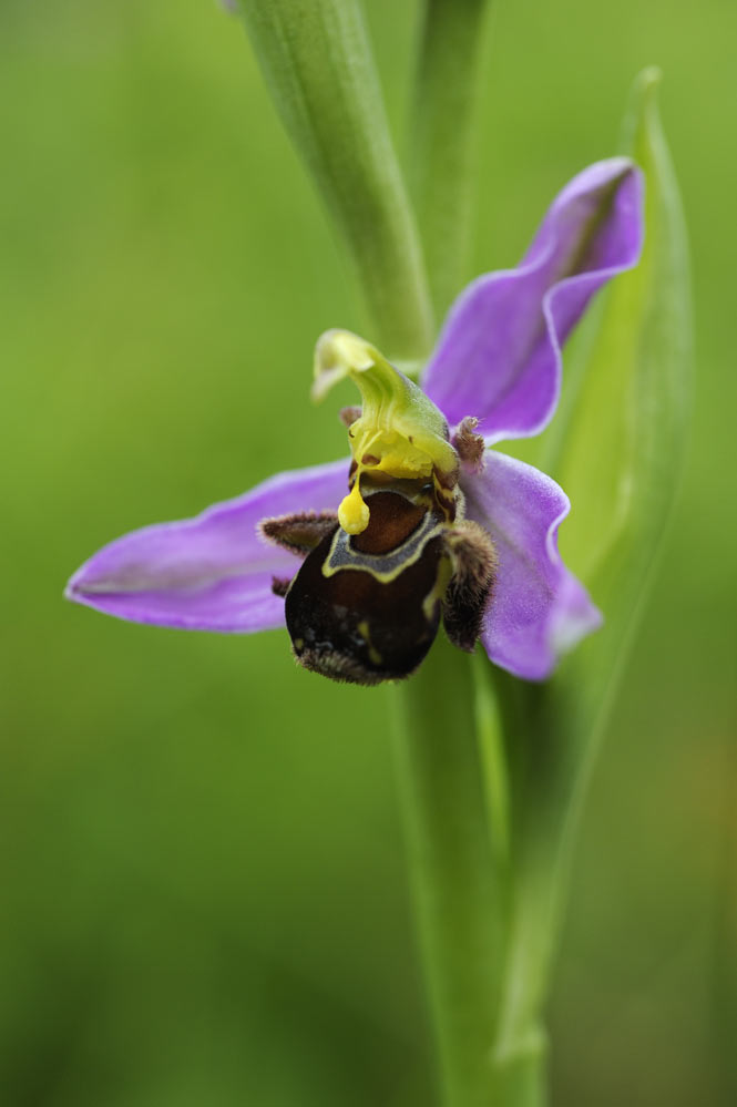 Oprhys abeille