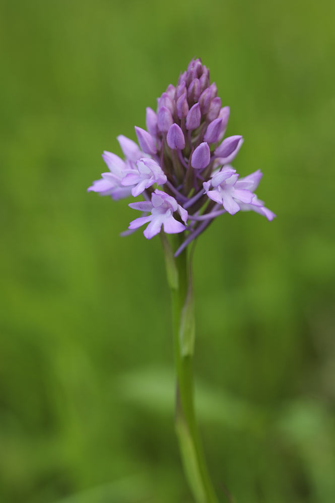 Orchis pyramidale