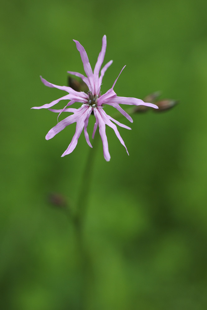 Lychni fleur de coucou